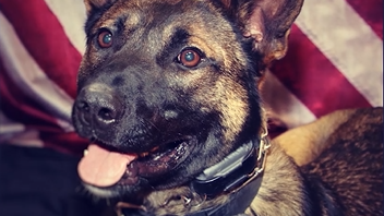 Oro Valley police welcome new police dog to the team